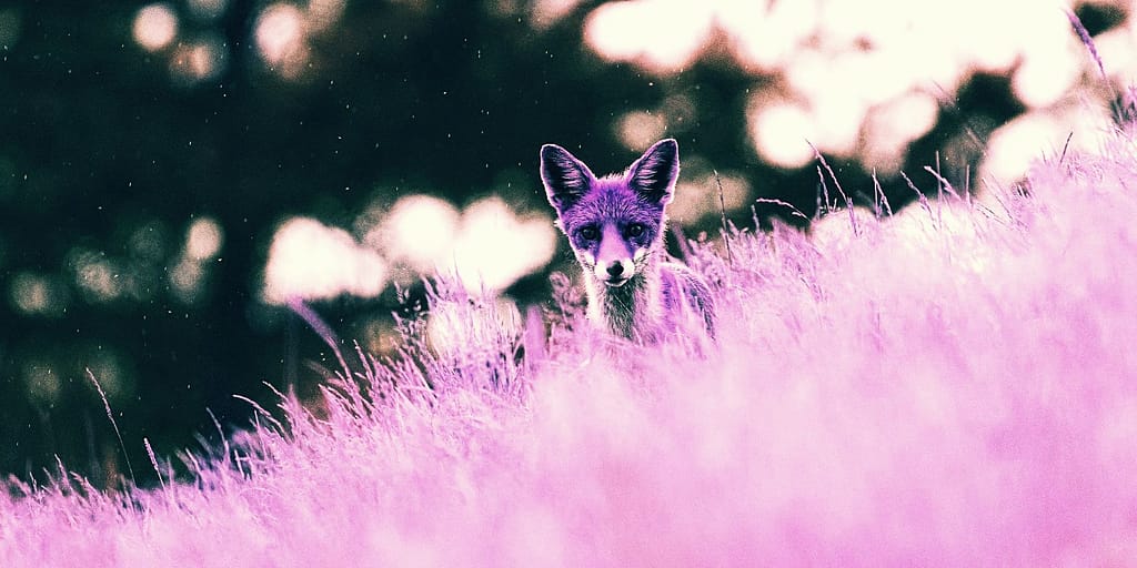 Το Purple Fox malware με δυνατότητες worm μολύνει συστήματα Windows!