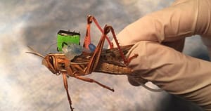 10329718_cyborg-locusts-with-tattooed-wings-can-sniff_1ef92f99_m-ακρίδες