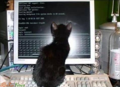 cat hacker