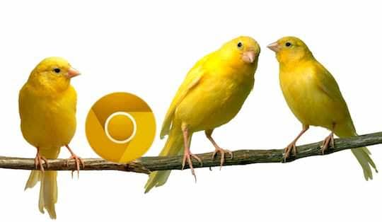 chrome canary
