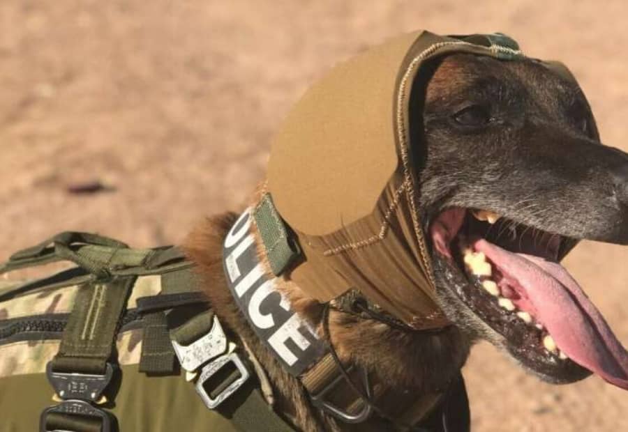στρατιωτικά σκυλιά