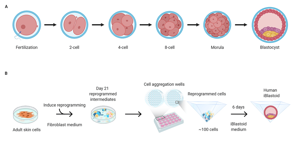 Επιστήμονες δημιούργησαν μοντέλα πρώιμου ανθρώπινου εμβρύου από βλαστοκύτταρα